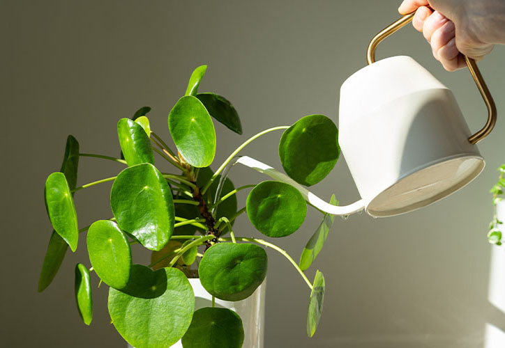 Watering indoor plants