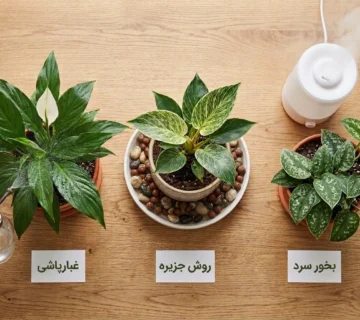Houseplant humidity methods side 360x320