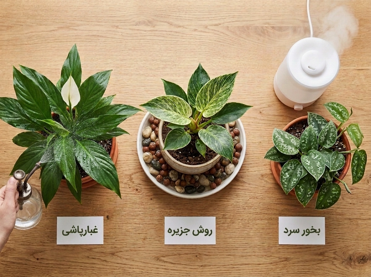 Houseplant humidity methods side