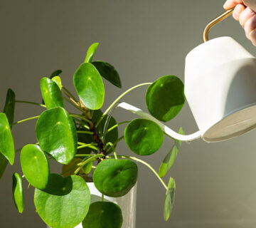 Watering indoor plants 360x320